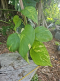 Giant Variegated Golden Pothos Plant 3.5" Pot 16" Climbing Hawaiian Style (Epipremnum aureum)