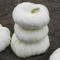 White Flat Stacker Pumpkin Seeds for Planting, 10 Seeds, Cucurbita pepo, Heirloom Variety, Organic Garden Seeds
