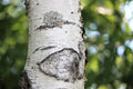 Japanese White Birch Seeds, 100 Count, Betula platyphylla Japonica, Hardy Tree for Landscaping and Garden Projects