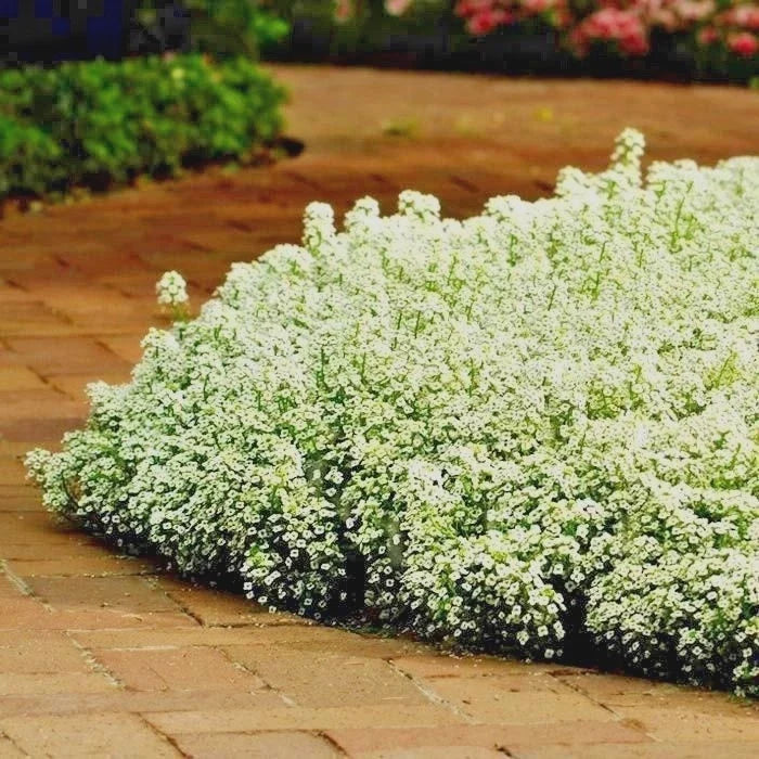 Dwarf Sweet Alyssum Flower Seeds - Carpet of Snow, Drought & Heat Tolerant Groundcover - 1501+ Seeds