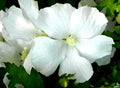 White Rose of Sharon Hibiscus Althea Starter Plant 6"-1' | Hibiscus syriacus | Bare Root | Fast Growing | Low Maintenance