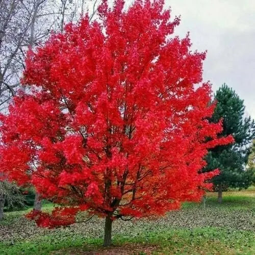 Sourwood Tree Seedlings - Native Variety - Oxydendrum arboreum