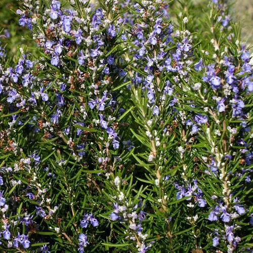 Rosemary Seeds - Heirloom Non-GMO Herb Seeds - Rosmarinus officinalis - Free Shipping