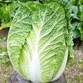 Kyoto No 3 Japanese Napa Cabbage Seeds - 600+ Seeds - Chinese Lettuce - Bok Choy - Brassica rapa subsp. pekinensis