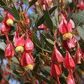 Fuchsia Gum Tree Seeds - 30 Seeds for Planting - Eucalyptus forrestiana - Australian Native Tree Seeds