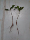 Rooted Live Oak Tree 6"-12" Evergreen Quercus Virginiana TX Florida Plants