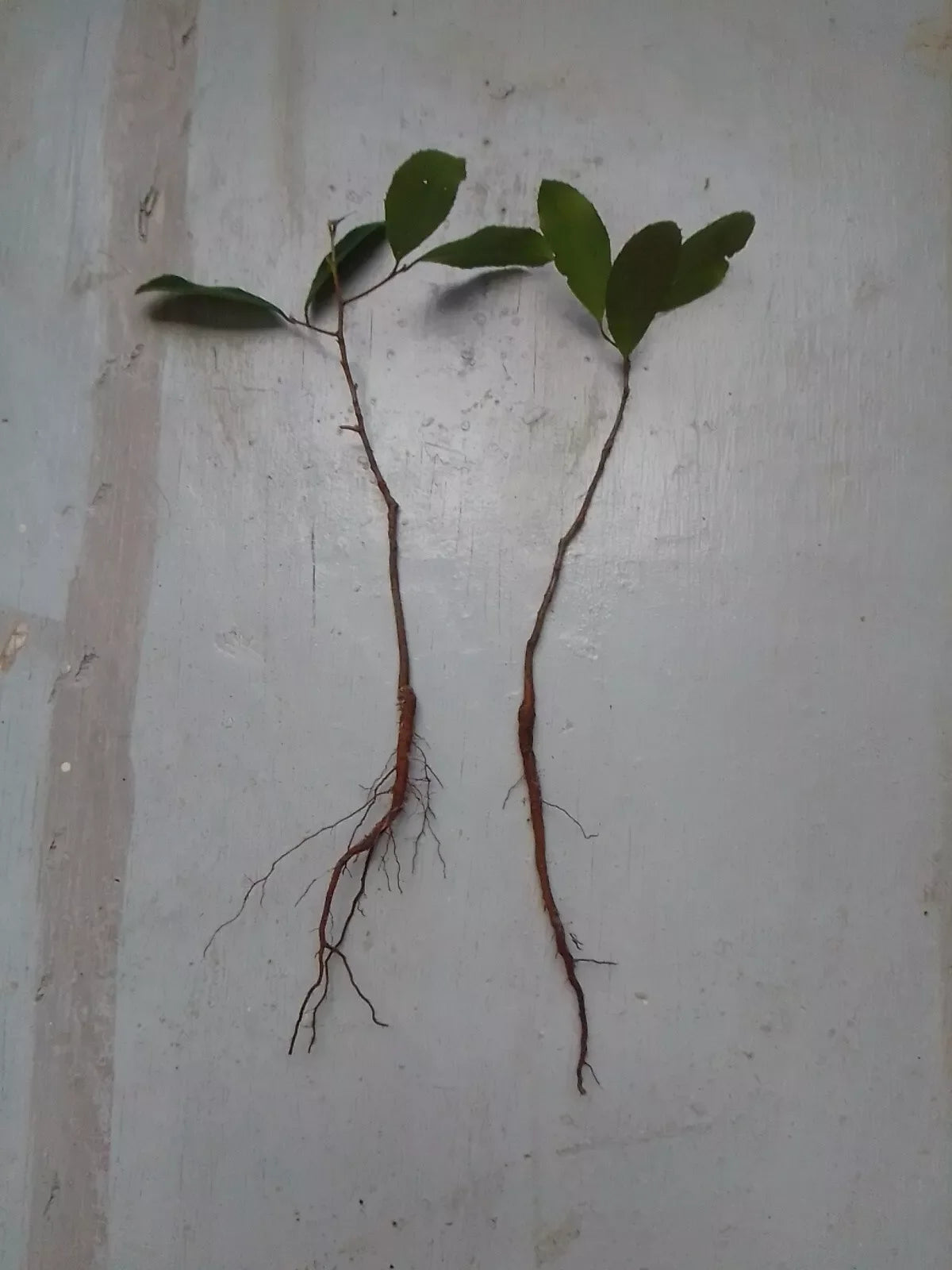 Rooted Live Oak Tree 6"-12" Evergreen Quercus Virginiana TX Florida Plants