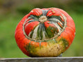 Turks Turban Squash Seeds - Organic 10 Pack - Cucurbita maxima - USA Grown, Free Shipping