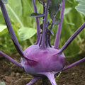 Purple Vienna Kohlrabi Seeds - Asian Chinese Vegetable - Brassica oleracea - Ideal for 2025 Planting in the USA