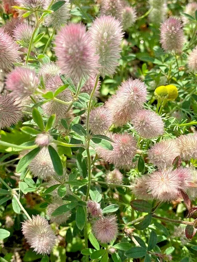 Rabbit's Foot Clover Seeds 50 Count, Fuzzy Bunnies, Easy to Grow, Trifolium Arvense