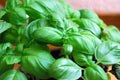 Genovese Basil Seeds - 1000 Non-GMO Seeds - Ocimum basilicum Herb for Cooking and Gardening