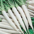 White Icicle Radish Seeds | Non-GMO Heirloom Variety | Fast-Growing Vegetable Seeds | Seed Store 1094