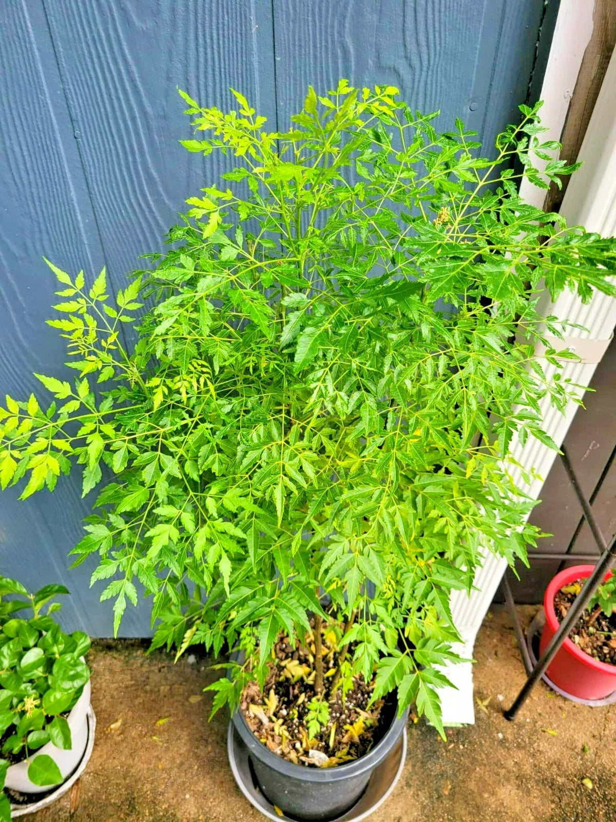 Melia Azedarach Live Plant | Persian Lilac | Rare Tropical Chinaberry | 4" Starter Plant