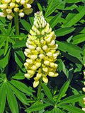 Lupine Seeds - 500 Count - Golden Yellow Flowers - Beautiful Golden Lupinus polyphyllus