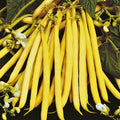 Pencil Pod Yellow Wax Bean Seeds | Gold Heirloom Green Beans | Vegetable Seeds | 2025