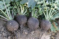 Black Spanish Radish Seeds - 320 Count - Giant 3-4" - Raphanus sativus - GroCo