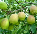 Hosui Sand Pear Seeds - Asian Korla Rose Fragrant Fruit Tree - Pyrus - Edible 香梨