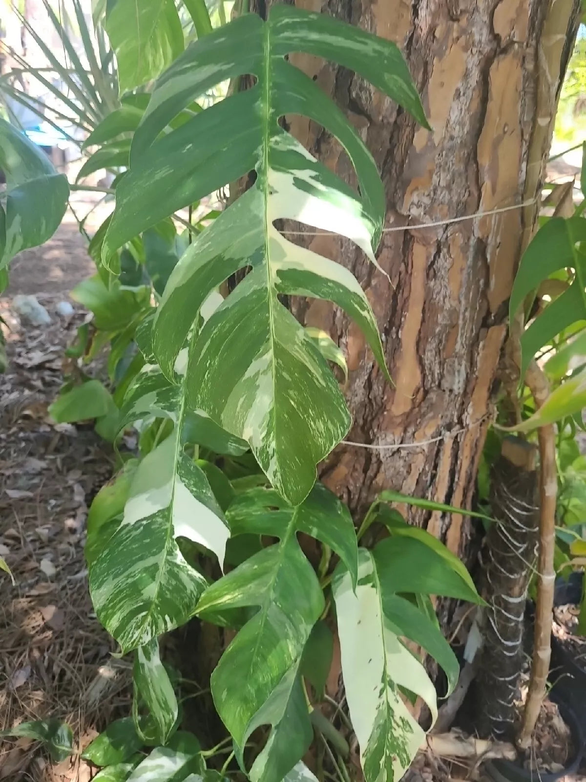 Epipremnum Pinnatum Albo Variegated Cutting - 1 Leaf Node, Fresh, Unrooted, Rare Houseplant, Tropical Foliage
