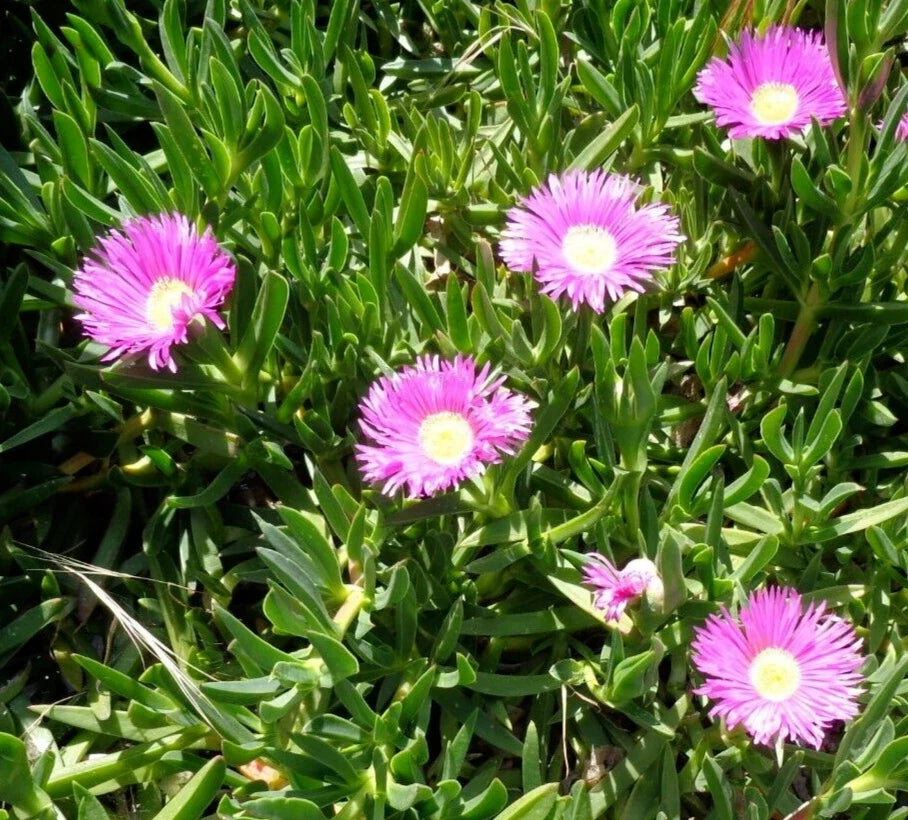 Fresh Cuttings Ice Plant Succulents, Purple Pink Color, Ground Cover, Delosperma spp., 4-7" Each