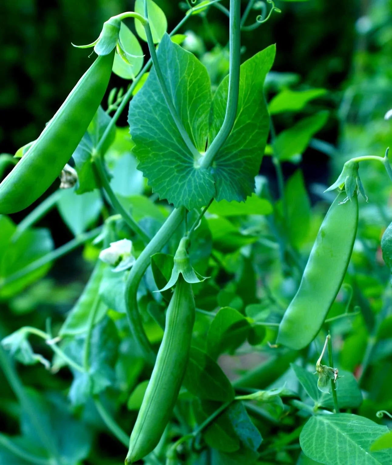 Sugar Snap Pea Seeds - 100+ Count - Heirloom Variety - Pisum sativum