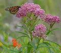 Rose Milkweed Seeds (50 Seeds) - Asclepias incarnata - Native Plant for Pollinators, Garden or Landscape Use