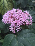 Heirloom Pink Mexican Hydrangea Plant - Rooted - Attracts Butterflies & Hummingbirds - Hydrangea macrophylla