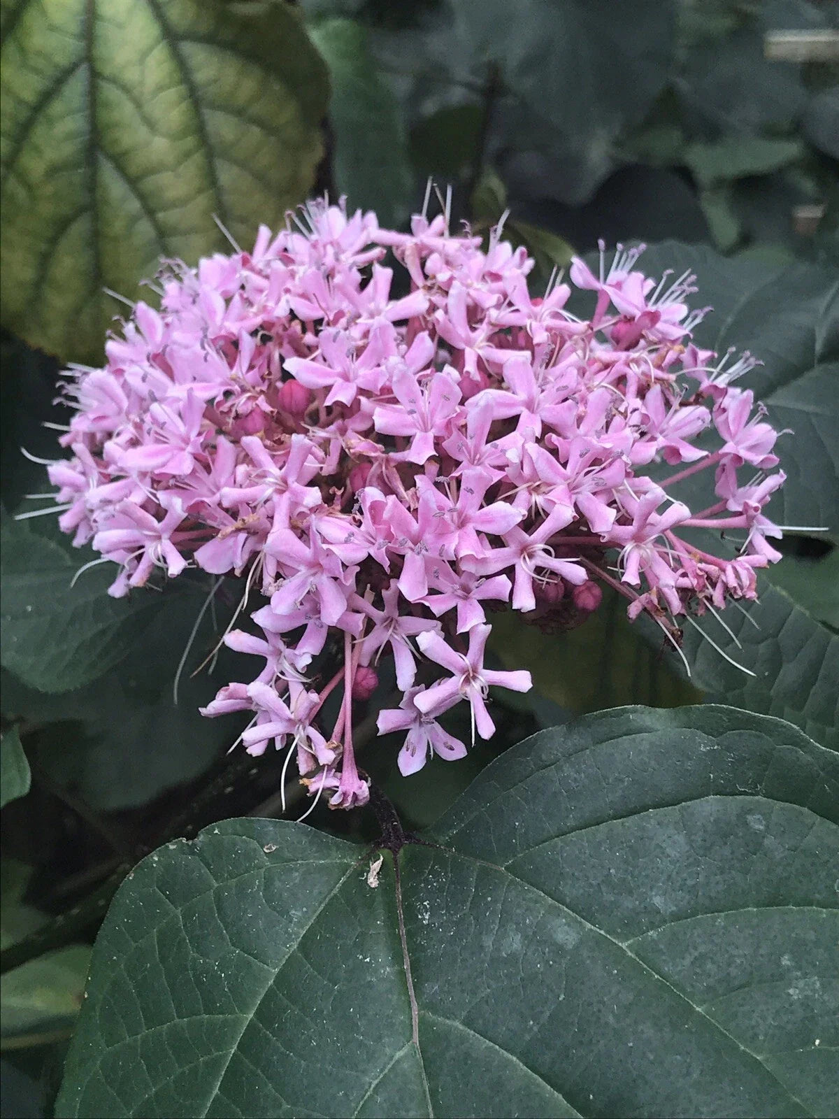 Heirloom Pink Mexican Hydrangea Plant - Rooted - Attracts Butterflies & Hummingbirds - Hydrangea macrophylla
