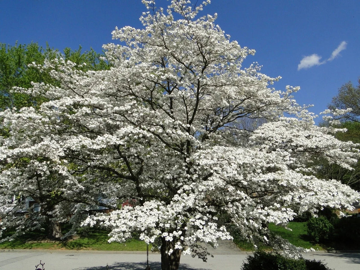Flowering Dogwood Tree Live Plant Set of 2, 12-18 Inches, Cornus florida, Bare Root for Zones 5-9