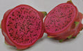 Unroot Cutting Halleys Comet Dragon Fruit 8" Red Flesh Pitahaya Hylocereus