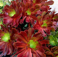 Large Aeonium VELOUR Succulent Cutting | Echeveria | Unique Fuzzy Texture Plant