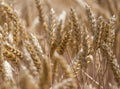 Einkorn Wheat Seeds - 300 Seeds - Organic Ancient Grain - Triticum monococcum