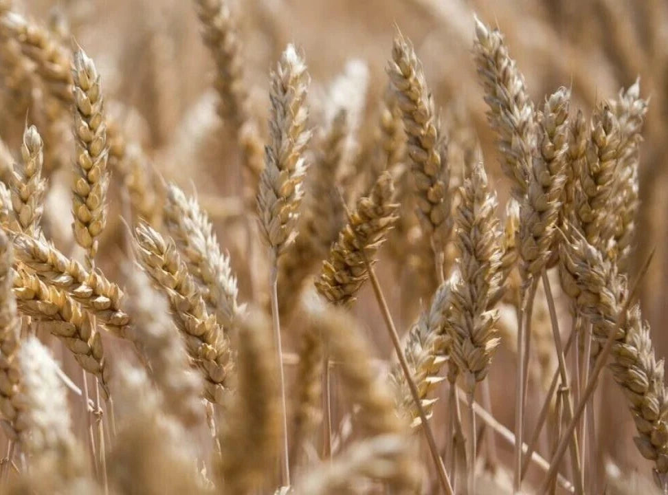 Einkorn Wheat Seeds - 300 Seeds - Organic Ancient Grain - Triticum monococcum