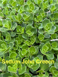 Sedum John Creech Ground Cover Plants, 10 Live Perennials, Hardy Succulents, 2-4 Inches Tall, Zones 4-8, Drought Tolerant