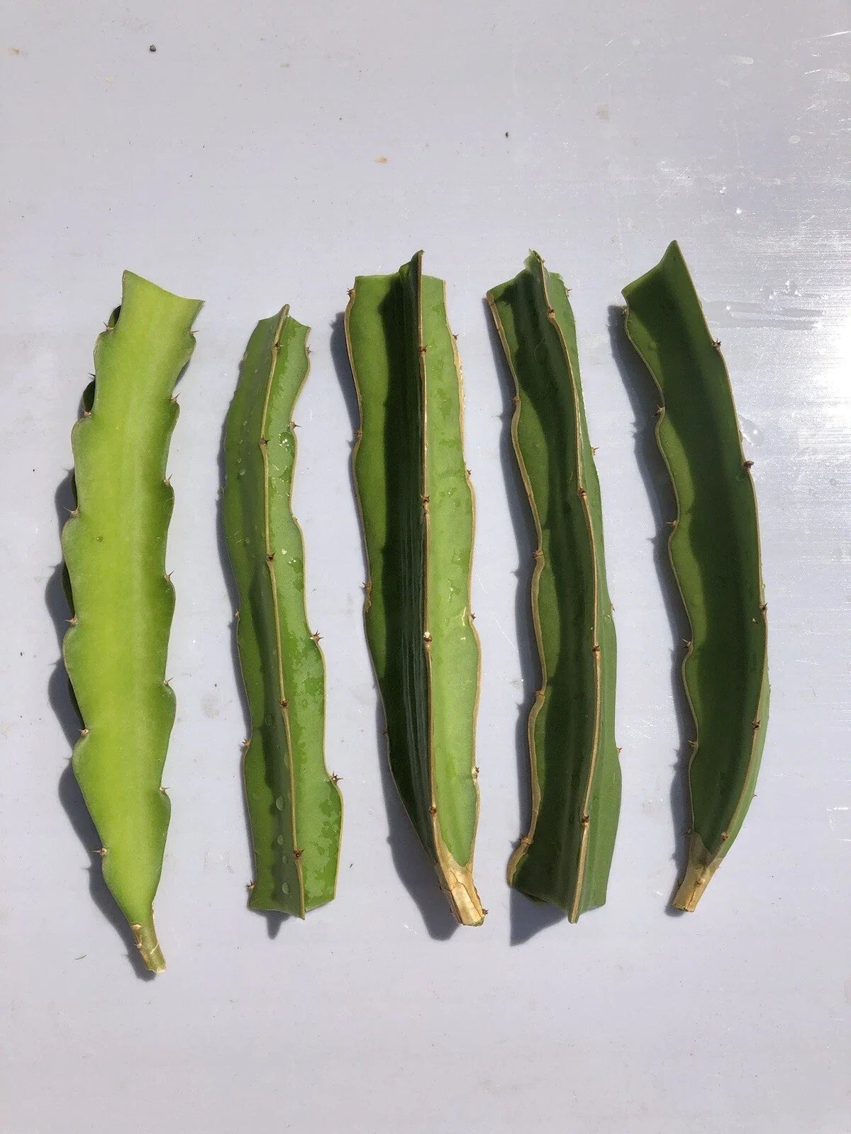 5pcs White Dragon Fruit Cuttings 6” Pitaya Cactus Ready to Plant No Root - Fresh Pitaya for Home Gardening