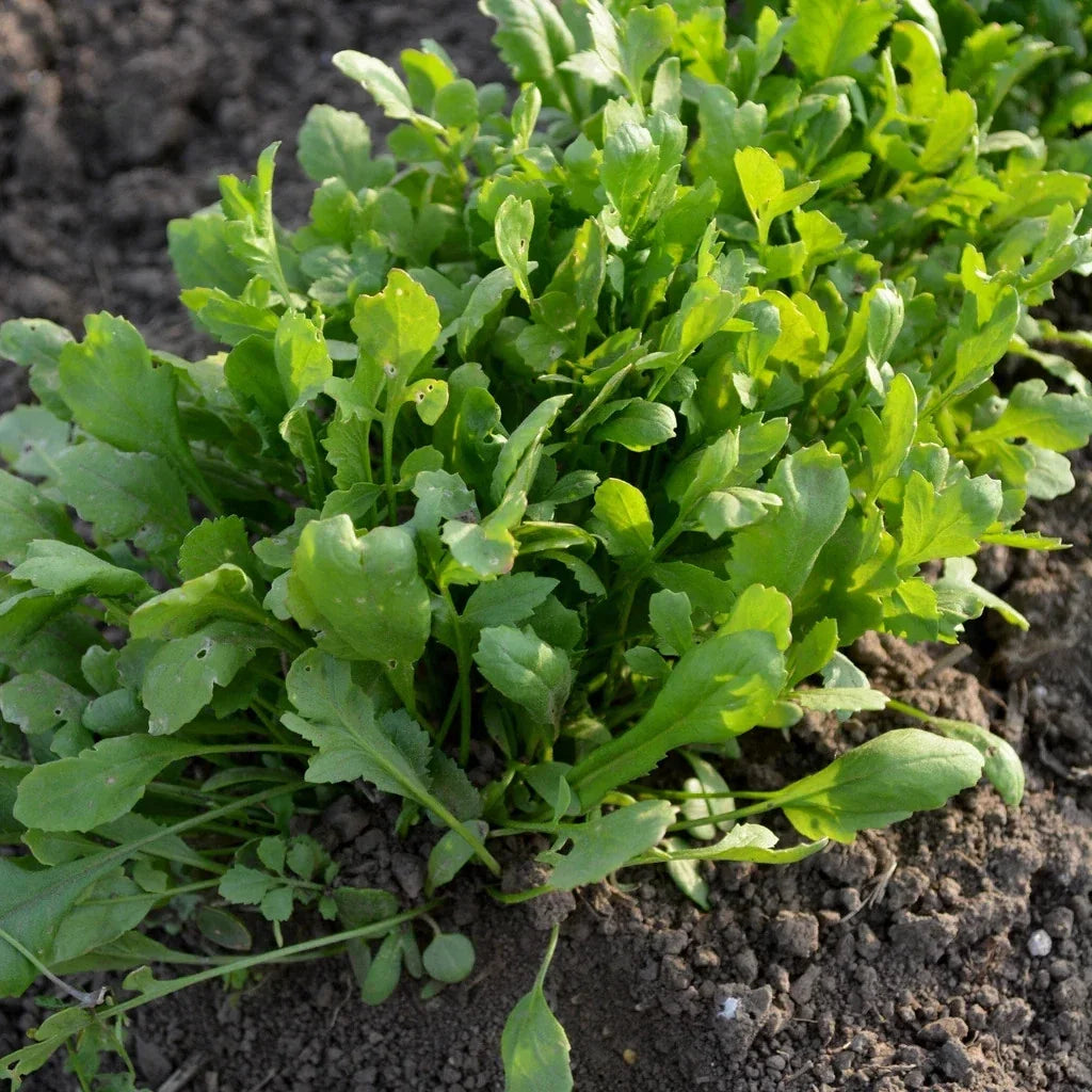 Curled Cress Seeds 1000+ Count Non-GMO Heirloom Garden Seeds for 2025 Planting (Lepidium sativum)