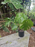 Large Monstera Thai Constellation Live Plant, Fenestrated Variegated, 6 Leaves, Monstera Deliciosa Var. Thai Constellation