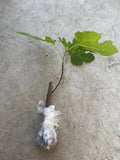 Fig Tree Live Plant 15” Ready to Plant No Pot - Ficus carica