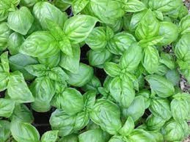 Genovese Basil Seeds - Organic Heirloom Variety for Fresh Herb Gardens - Ocimum basilicum