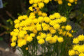 Goldilocks Aster Flower Seeds - 20 Pack, Yellow, Aster linosyris, Starwort for Planting
