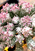 Euphorbia Mammillaris Variegata Plant - 5" Rare Pink Indian Corn Cob - Rooted Succulent
