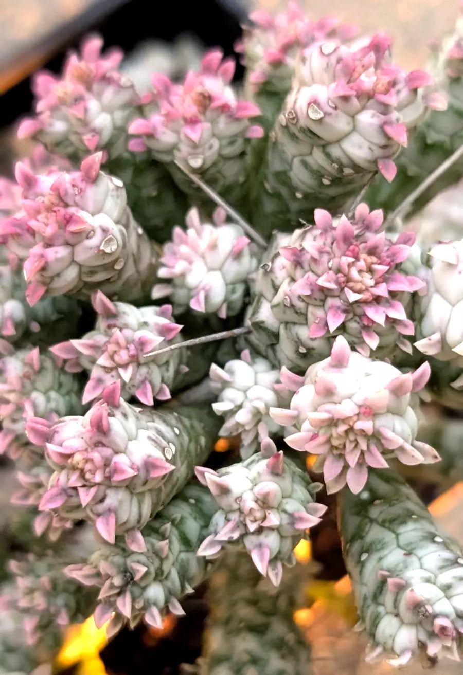 Euphorbia Mammillaris Variegata Plant - 5" Rare Pink Indian Corn Cob - Rooted Succulent