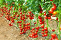 Early Cascade Tomato Seeds - 30+ Heirloom Organic Seeds - RARE Variety - Perfect for Home Gardening
