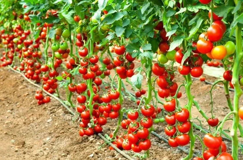 Early Cascade Tomato Seeds - 30+ Heirloom Organic Seeds - RARE Variety - Perfect for Home Gardening