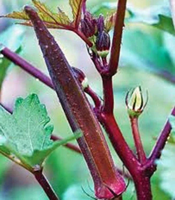 Okra Seeds - 100 Heirloom Red Burgundy Non-GMO Seeds - Garden Vegetable (Abelmoschus esculentus)