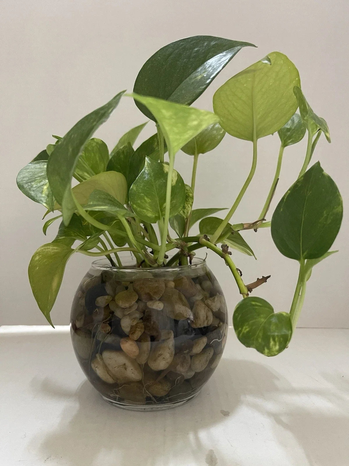 Pothos Indoor Live Plant Cuttings 3PC 7in-10in Well Rooted in Water (Epipremnum aureum)