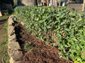 Privet Hedge Live Plant 5-Pack - Ligustrum for Privacy Screen