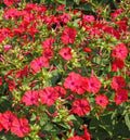 Four O'Clock Seeds - Hummingbird Red Variety, Non-GMO, Mirabilis jalapa, 25 Seeds for Night Blooms