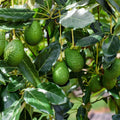 Bacon Avocado Tree Cuttings 2 PCS Fresh Scions Persea americana