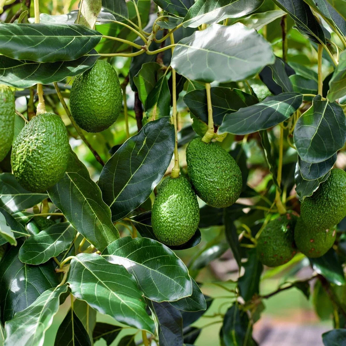 Bacon Avocado Tree Cuttings 2 PCS Fresh Scions Persea americana
