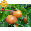 Dwarf Chojuro Asian Pear Tree Bare Root - Pyrus pyrifolia, Fruit-Bearing, Compact Garden Tree